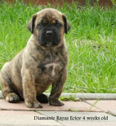 DIAMANTE RAYAS ECTOR