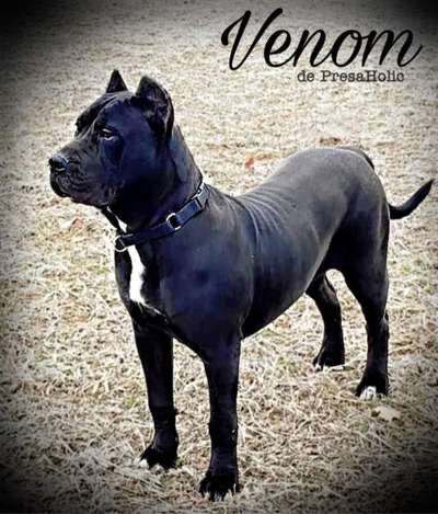 VENOM DE PRESAHOLIC