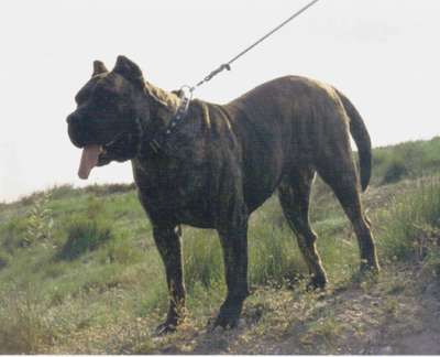 GUANA DE CASA DEL PRESA (1997)