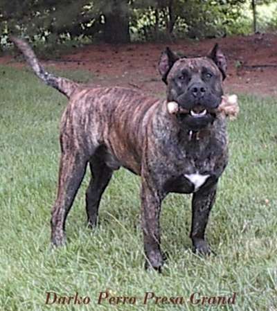 DARKO PERRO PRESA GRAND