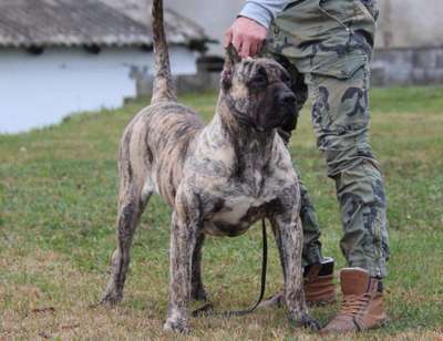 BOSS BULL CANARIO ALBA