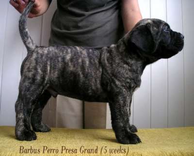 BARBUS PERRO PRESA GRAND