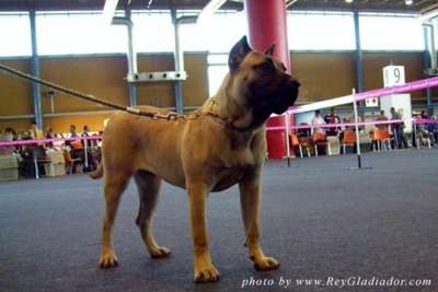 DI FRANCESCA DE FENCING DOGS