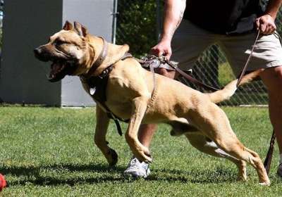 ANAKIN GREJON KENNEL