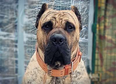 CEZAR
