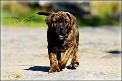 GARM DE CANARIO'S DURACELL