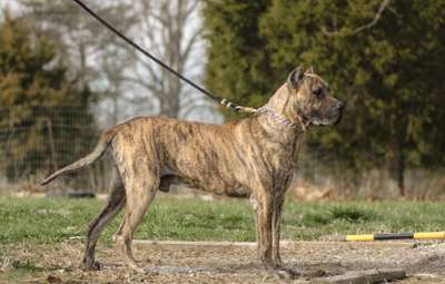 CAESAR DE PRESA MANIA