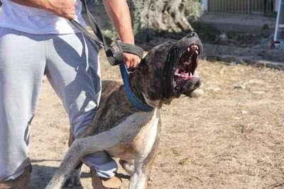 HORUS DE SPARTA WILDBOYZ