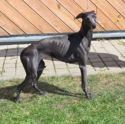 Yuliett Precioso na Klínkách