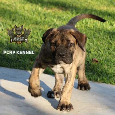 BUCEFALO DE PCRP KENNEL