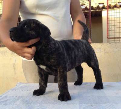 ANKA DE CIELO DE CANARIAS