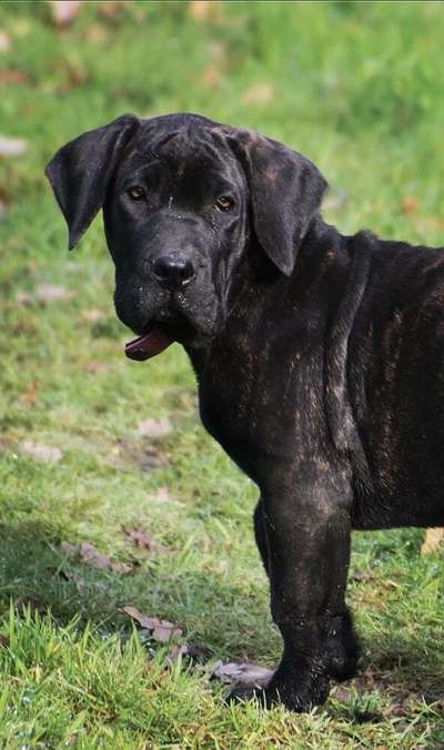 RUBY-BULLS DE LA HUELLA DEL PRESA CANARIO