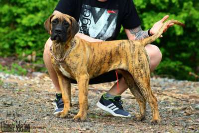 ROYAL MASTIFF'S DIVAJA DESTINY