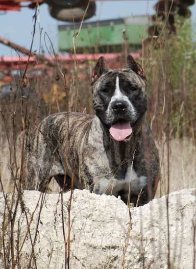 HEMI DEL CORAZON VALIENTE