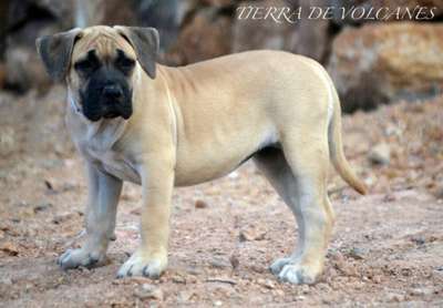 BIMBA DE ABORIGEN DE ATGUAXONA