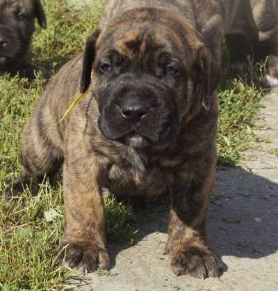 CASA DE CHAMPION BRUTUS