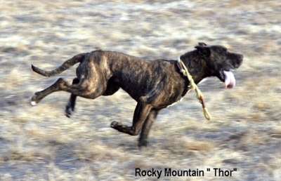 ROCKY MOUNTAIN THOR