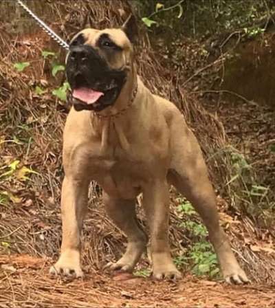 BARK K9 CLEOPATRA