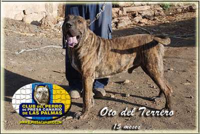 OTO DEL TERRERO
