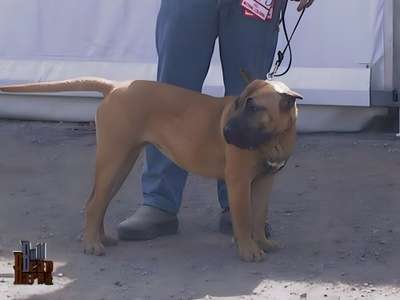 NALA DE BARNACAN BULL
