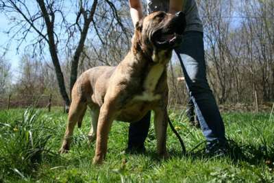 ERDA OF DOGO PARADISE