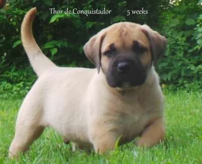 THOR DE CONQUISTADORES