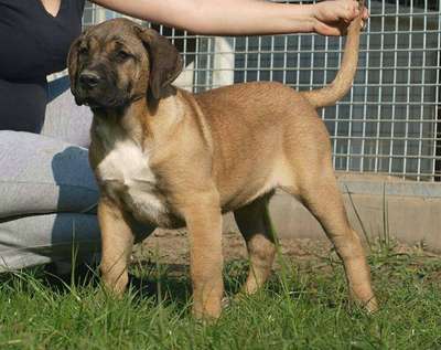 B-LOLLE LOS GIGANTE DEL CAMPO