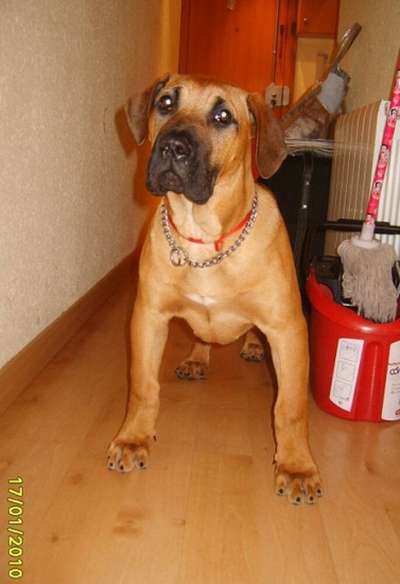 ZOR DE BARNACAN BULL (BULL)