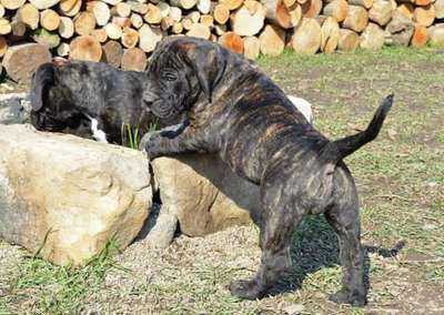 DON DE SABURO KENNELS