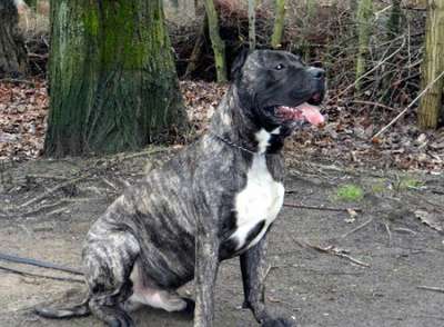 BOSCO DE BOSSAHOUSE  (RAMBO DE MARICOPA PRESA)