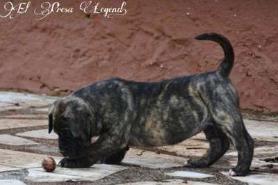 ANAGA EL PRESA LEGEND