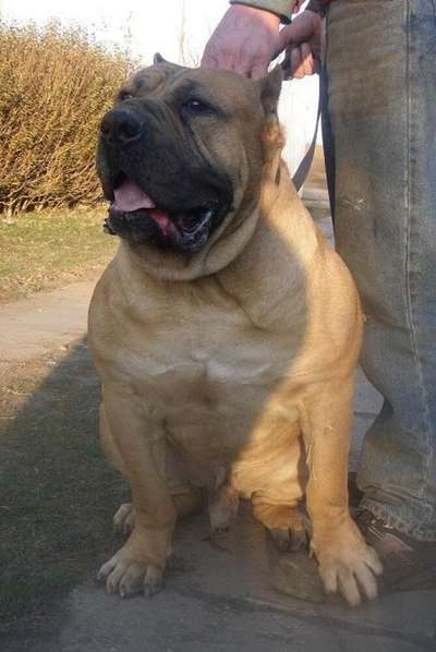 BOSS BULL CANARIO ARGO