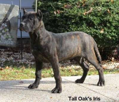 IRIS OF TALL OAKS