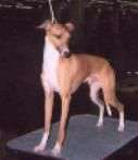 Greybull's Dashing Dakota