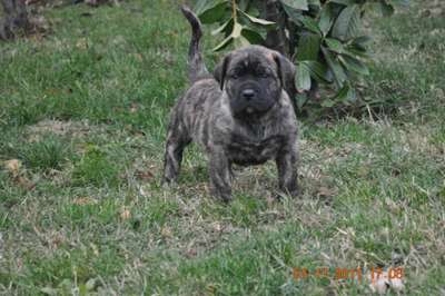 PRESA'S SPIRIT APOLLO
