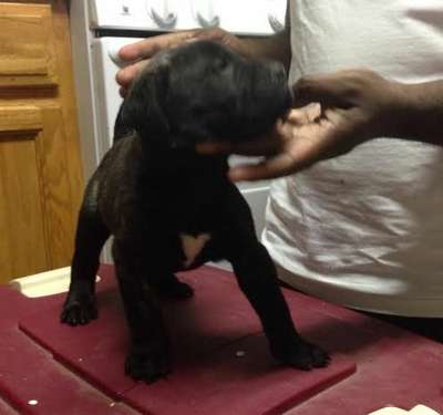 D'MACHO DE GUARDIAN BULL (KINK)