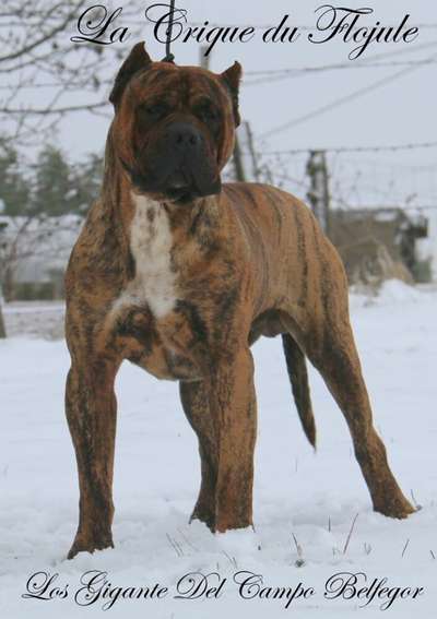 BELFEGOR LOS GIGANTE DEL CAMPO