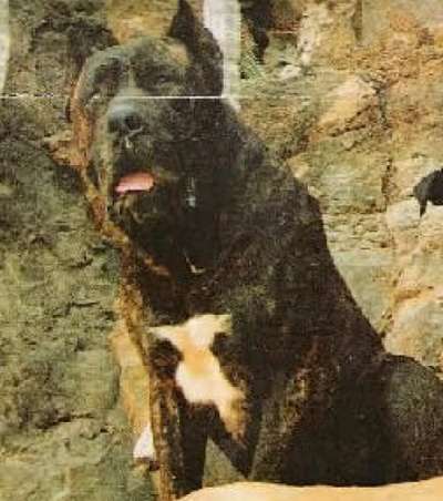 Roco