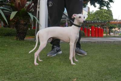 Luther Of Sole E Luna Phl