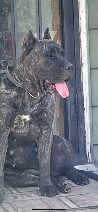 BEASTMASTER KENNELS REVERE