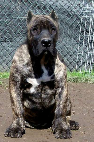 ARES DOGOPOLIS