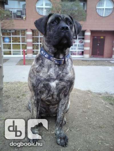 BOSS BULL CANARIO CORA (NINA)