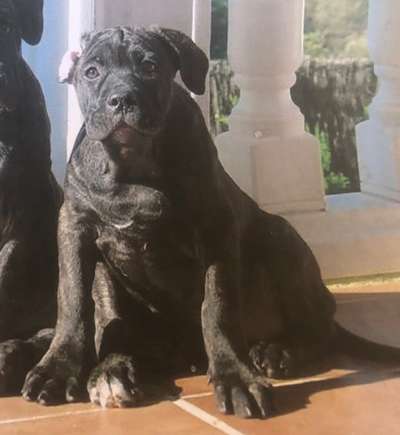 NORA DE KING ZULU