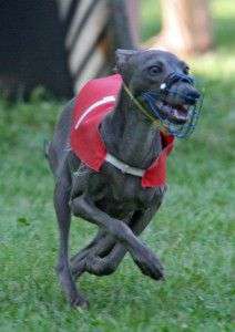 Dame Fortuna Bugsy