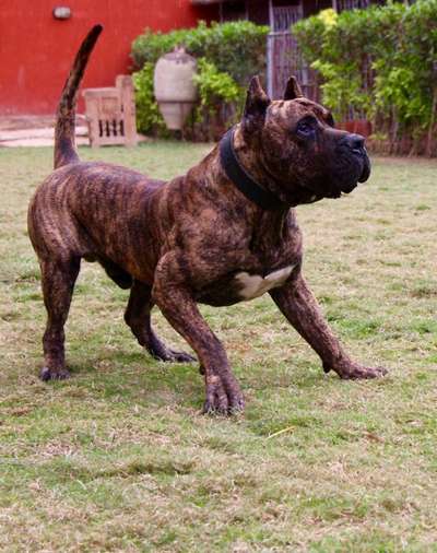 ANUBIS DE CARPATCAN