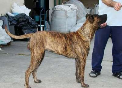 PERROS CANARIOS OROS BEAUTIFUL