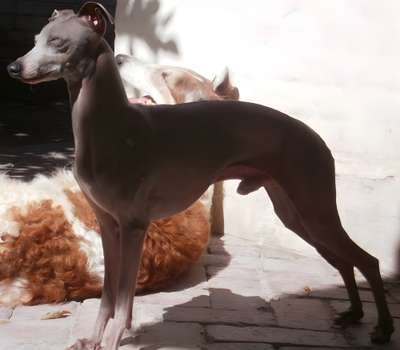 Calvin Klein El Assad