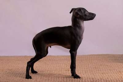 D’Portos mon Amour Dogoteka