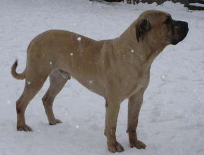 ADONIS CARLSON'S BULL