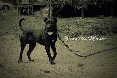 TITO DE LOS MORALES